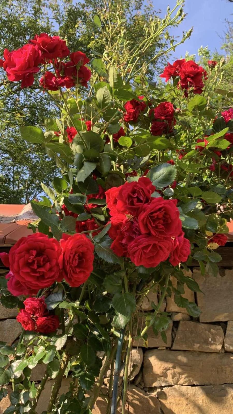 Kesta Za Gosti Roza Villa Elena Buitenkant foto