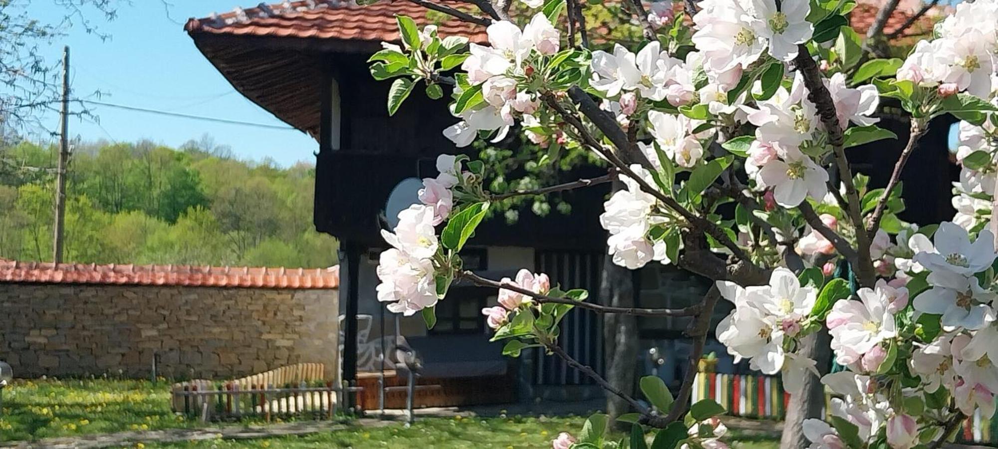 Kesta Za Gosti Roza Villa Elena Buitenkant foto